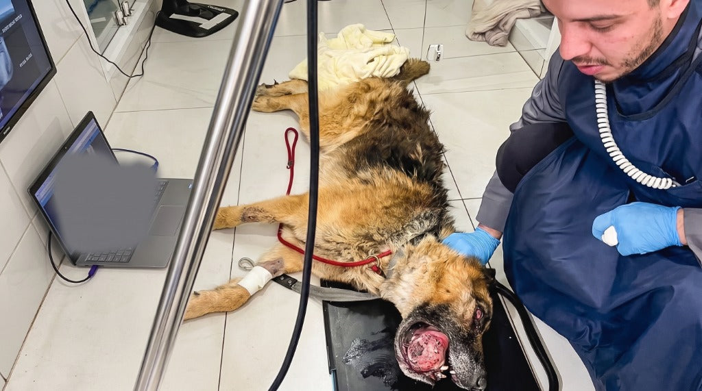Urgent Surgery for Dog Chico
